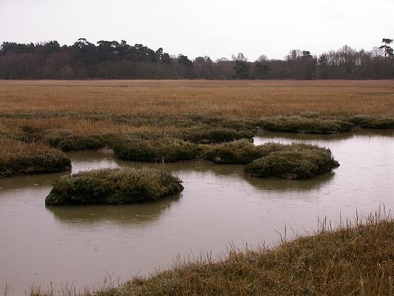 Bulcamp Marshes - DSCN3667.JPG